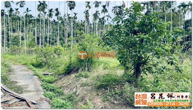 竹崎農地-3
