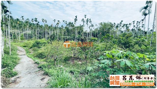 竹崎農地-6