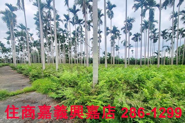 嘉義中埔農地-7