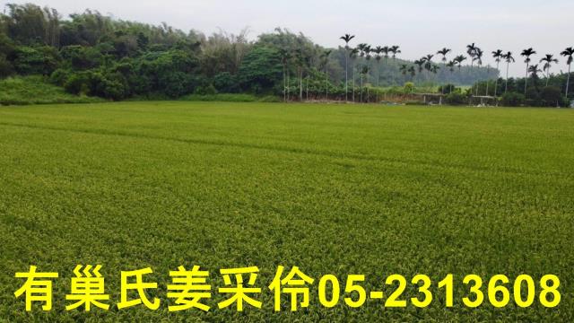 民雄農地-11