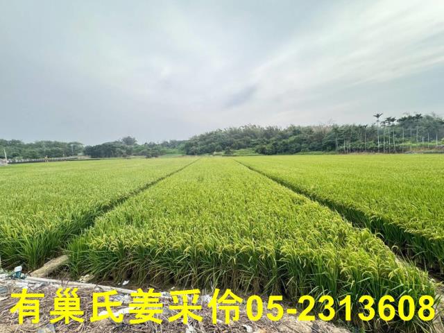 民雄農地-2