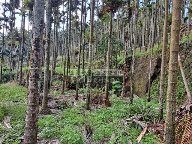 嘉義梅山農地-9