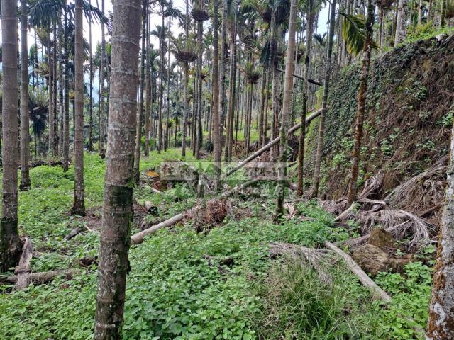 嘉義梅山農地-10