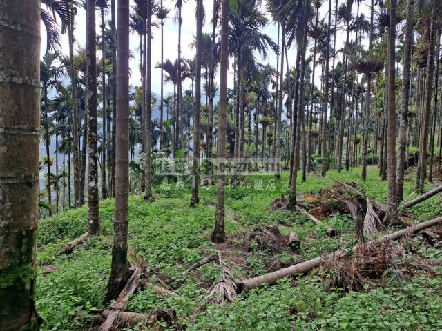 嘉義梅山農地-11