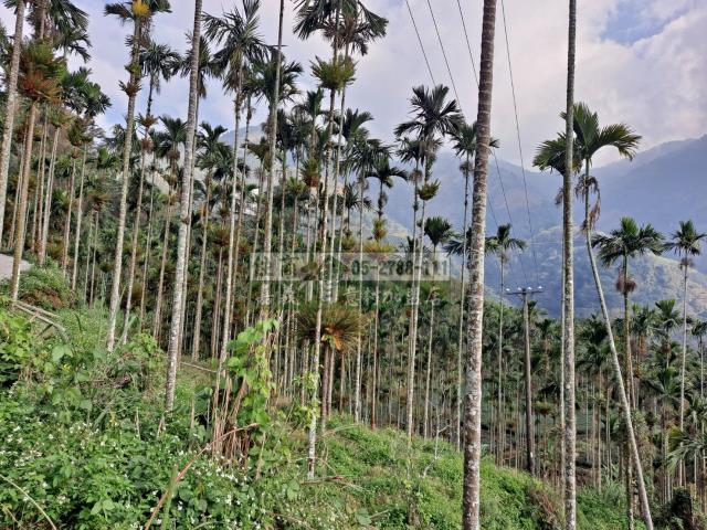 嘉義梅山農地-0