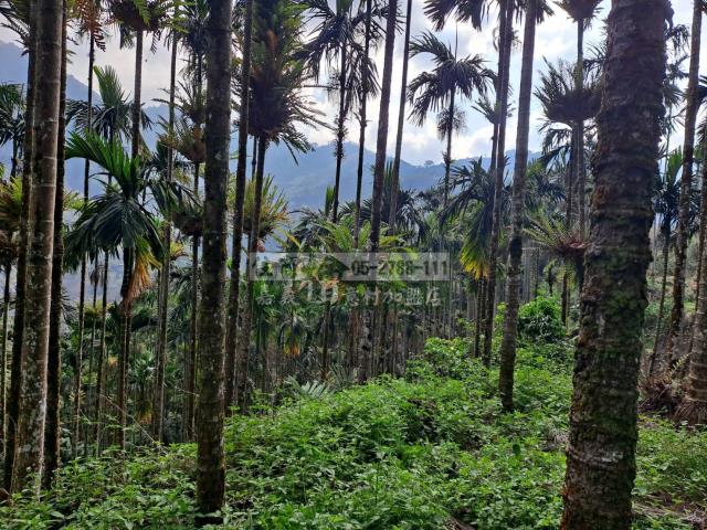 嘉義梅山農地-8