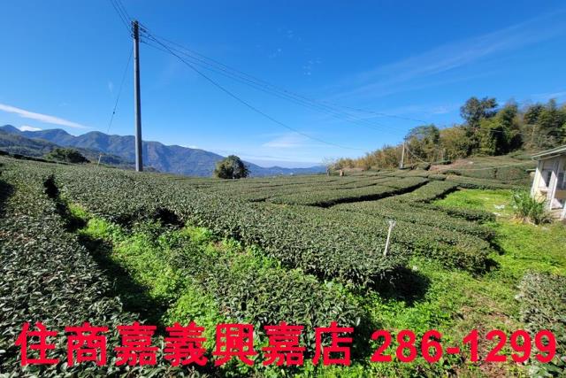 嘉義梅山農地-9