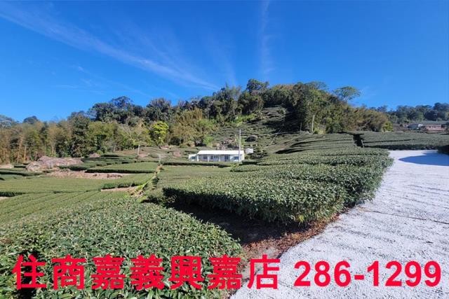 嘉義梅山農地-2