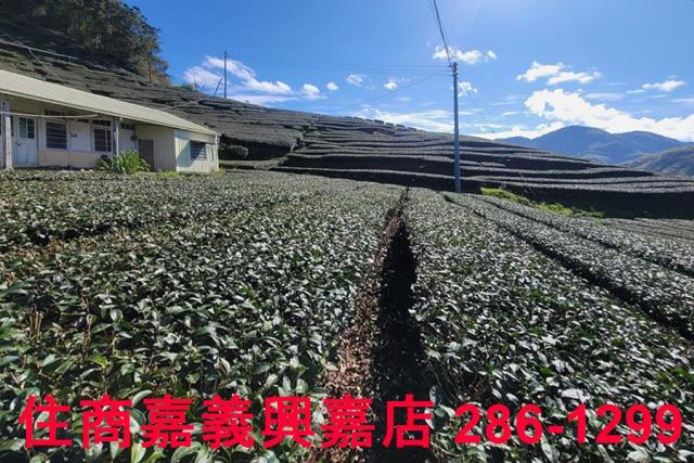 嘉義梅山農地-8