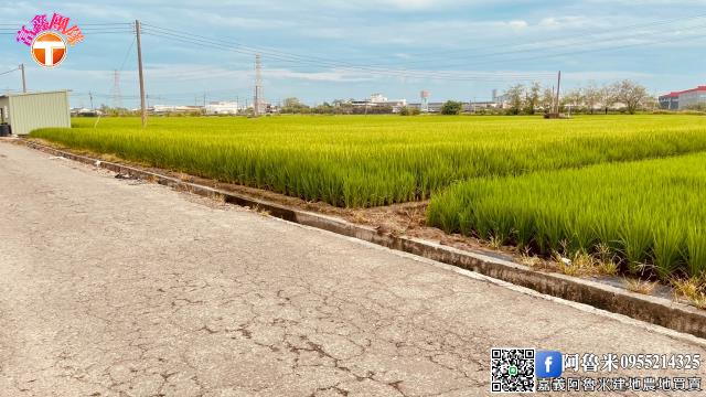 嘉義新港農地-6