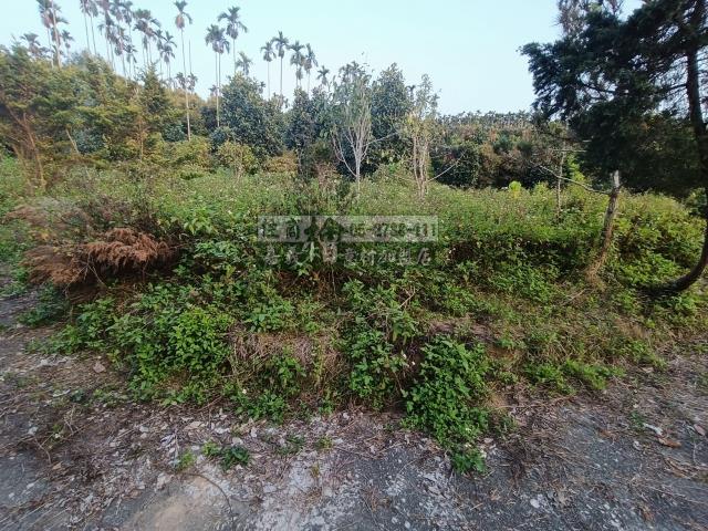 嘉義中埔農地-2