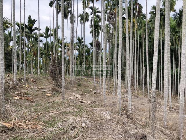 嘉義中埔農地-10