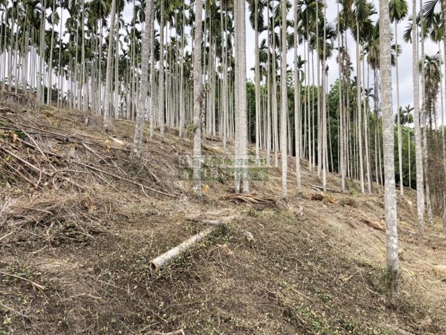 嘉義中埔農地-5