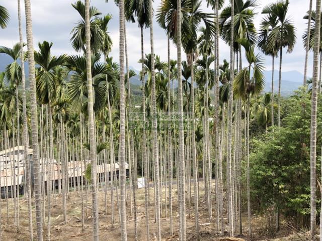 嘉義中埔農地-7