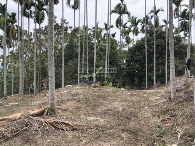 嘉義中埔農地-8