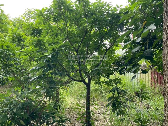 嘉義西區農地-5