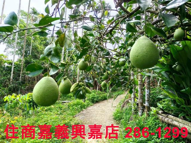 嘉義竹崎農地-4