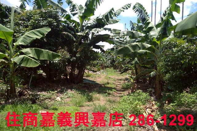 嘉義番路農地-2