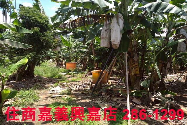 嘉義番路農地-3