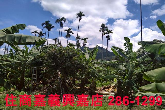 嘉義番路農地-5