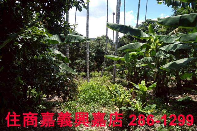 嘉義番路農地-6