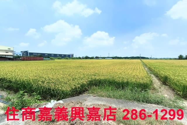 嘉義新港農地-3