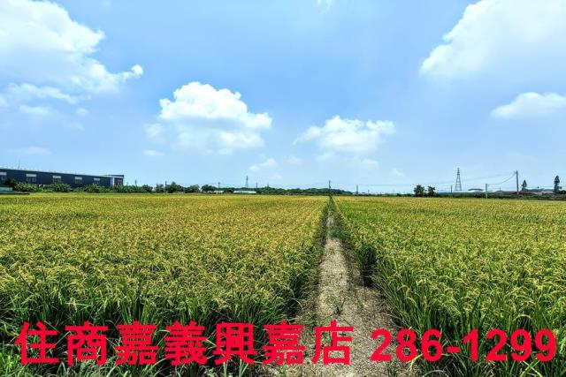 嘉義新港農地-5