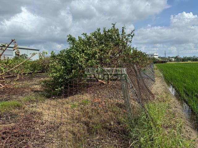 嘉義水上農地-1