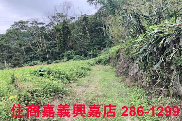 嘉義梅山農地-8