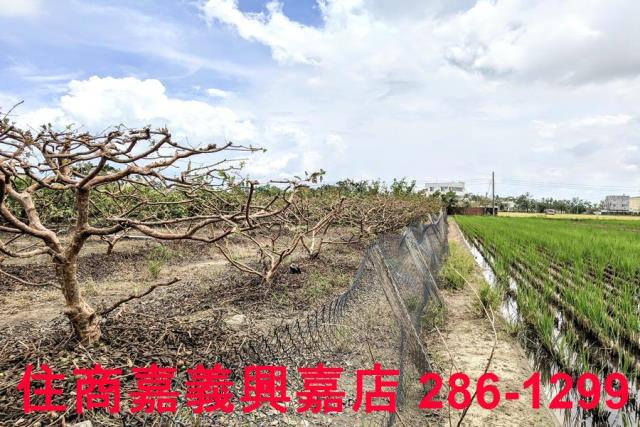 嘉義水上農地-4