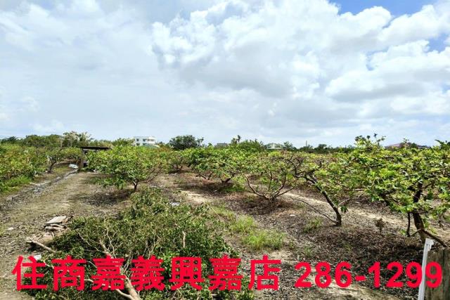 嘉義水上農地-6