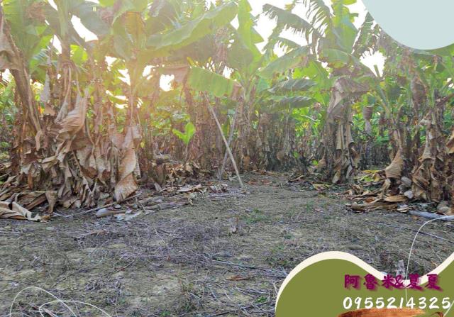 嘉義水上農地-0