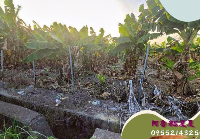 嘉義水上農地-3