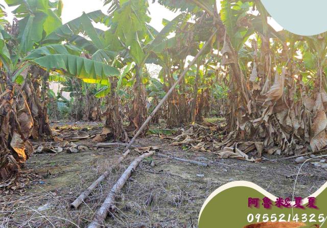 嘉義水上農地-4