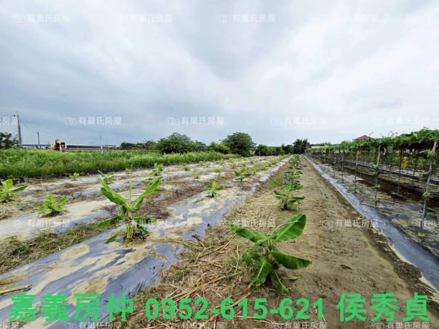 朴子農地-12